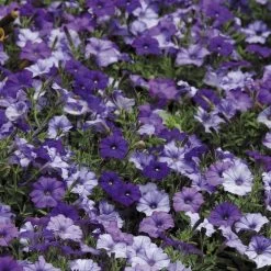 Shock Wave® Denim Shades Petunia Seeds