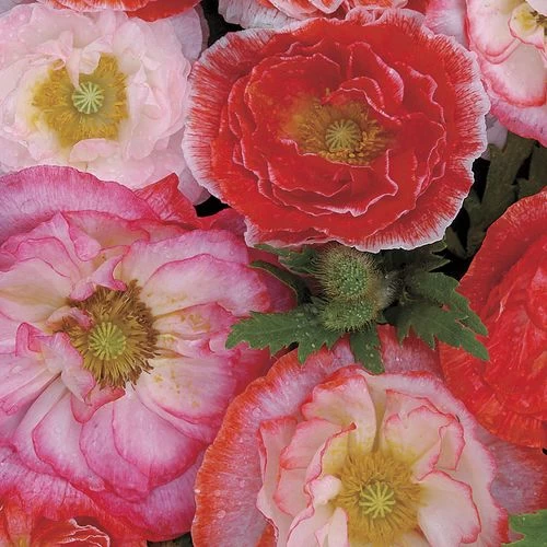 'Falling In Love' Poppy Seeds 4 'Falling In Love' Poppy Seeds - Image 2