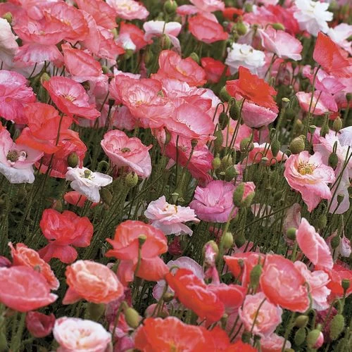 'Falling In Love' Poppy Seeds 3 'Falling In Love' Poppy Seeds