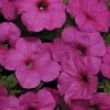 Easy Wave® Neon Rose Petunia Seeds 2 Easy Wave® Neon Rose Petunia Seeds -Botanical Bliss 51639 PK 100