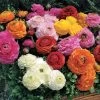 Magic™ Mix Ranunculus Seeds -Botanical Bliss 51640 PK 100