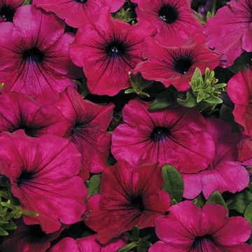 Wave® Purple Improved Petunia Seeds 3 Wave® Purple Improved Petunia Seeds