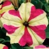 Sophistica® Lime Bicolor Petunia Seeds -Botanical Bliss 51647 PK 100