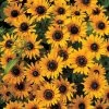 Denver Daisy Rudbeckia Seeds -Botanical Bliss 51653