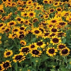 Denver Daisy Rudbeckia Seeds -Botanical Bliss 51653 1
