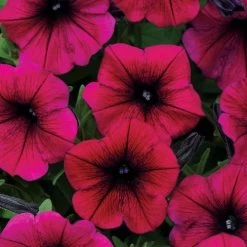 Shock Wave® Deep Purple Petunia Seeds
