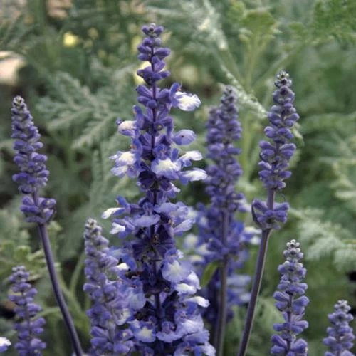 Fairy Queen Salvia Seeds 4 Fairy Queen Salvia Seeds - Image 2