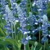 Fairy Queen Salvia Seeds -Botanical Bliss 51671 pk p1