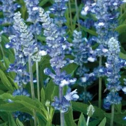 Fairy Queen Salvia Seeds