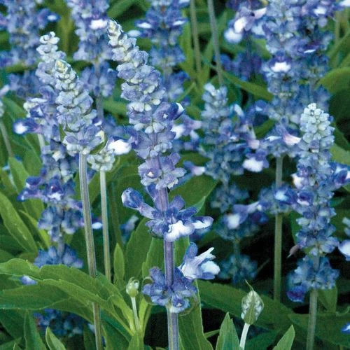 Fairy Queen Salvia Seeds 3 Fairy Queen Salvia Seeds