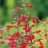 Summer Jewel™ Red Salvia Seeds -Botanical Bliss 51689