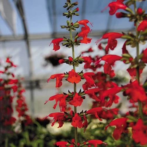 Summer Jewel™ Red Salvia Seeds 4 Summer Jewel™ Red Salvia Seeds - Image 2