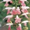 Summer Jewel™ Pink Salvia Seeds