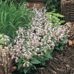 Summer Jewel™ Pink Salvia Seeds -Botanical Bliss 51690 2