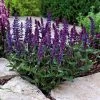 New Dimension™ Blue Salvia Seeds -Botanical Bliss 51693 pk p1