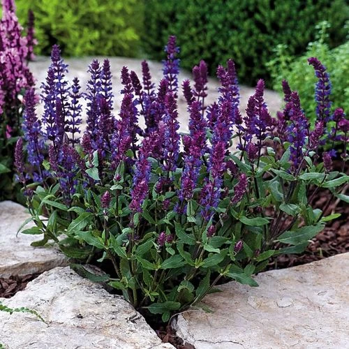 New Dimension™ Blue Salvia Seeds 3 New Dimension™ Blue Salvia Seeds