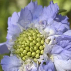 Fama® Deep Blue Pincushion Flower Seeds -Botanical Bliss 51699 PK P1 2