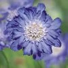 Fama® Deep Blue Pincushion Flower Seeds 2 Fama® Deep Blue Pincushion Flower Seeds -Botanical Bliss 51699 pk p1