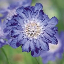 Fama® Deep Blue Pincushion Flower Seeds