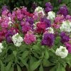 Hot Cakes Mixture Stock Seeds 2 Hot Cakes Mixture Stock Seeds -Botanical Bliss 51719 PK 250