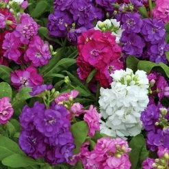 Hot Cakes Mixture Stock Seeds -Botanical Bliss 51719 PK 250 1