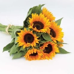 Zohar Hybrid F1 Organic Sunflower Seeds