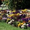 Spring Matrix™ Blotch Mix Pansy Seeds -Botanical Bliss 51743 PK 250