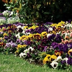 Spring Matrix™ Blotch Mix Pansy Seeds