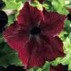 Sophistica® Blackberry Petunia Seeds -Botanical Bliss 51758 PK 100