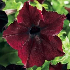 Sophistica® Blackberry Petunia Seeds