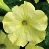 Sophistica® Lime Green Petunia Seeds