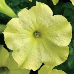 Sophistica® Lime Green Petunia Seeds