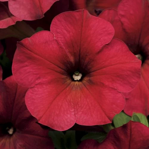 Easy Wave® Berry Velour Petunia Seeds 3 Easy Wave® Berry Velour Petunia Seeds