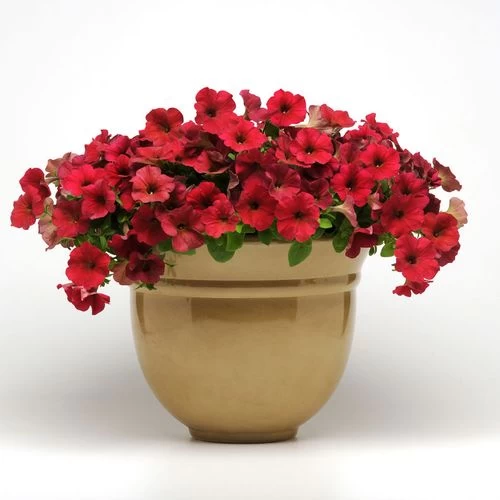 Easy Wave® Berry Velour Petunia Seeds 4 Easy Wave® Berry Velour Petunia Seeds - Image 2