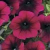Easy Wave® Burgundy Velour Petunia Seeds -Botanical Bliss 51761