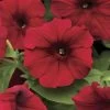 Easy Wave® Red Velour Petunia Seeds -Botanical Bliss 51762 PK 100