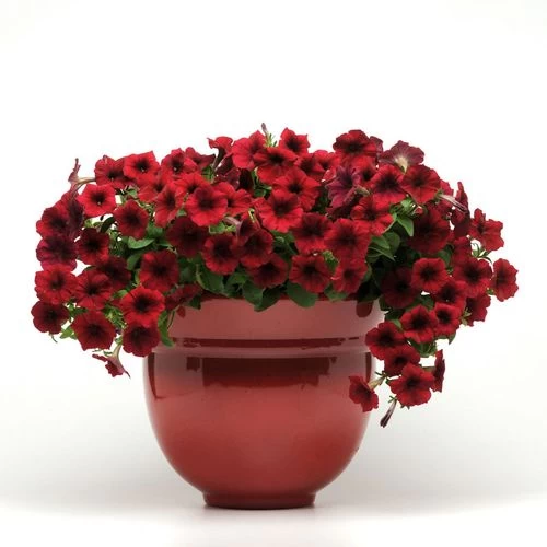 Easy Wave® Red Velour Petunia Seeds 4 Easy Wave® Red Velour Petunia Seeds - Image 2