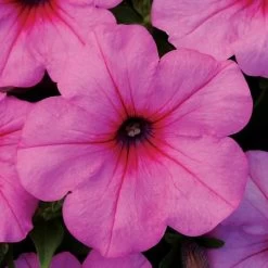 Easy Wave® Pink Passion Petunia Seeds