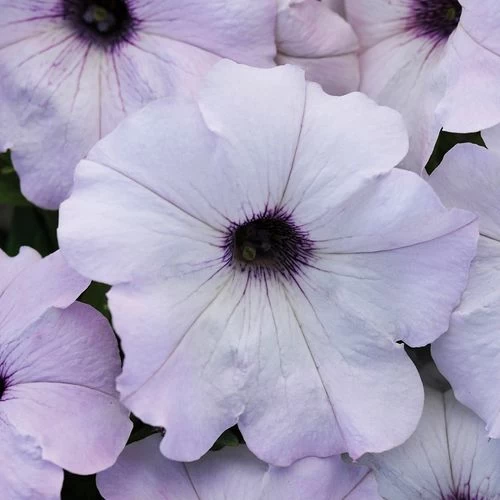 Easy Wave® Silver Hybrid Petunia Seeds 3 Easy Wave® Silver Hybrid Petunia Seeds