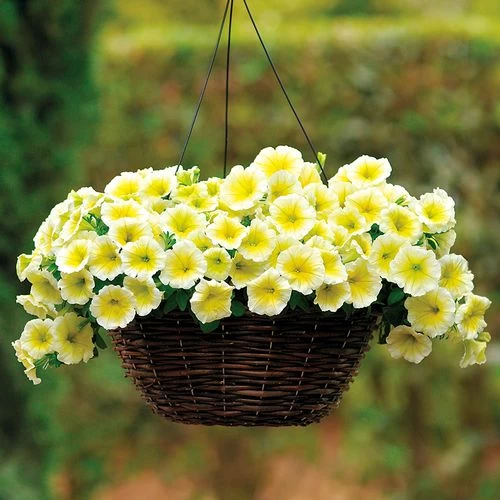 E3 Easy Wave® Yellow Petunia Seeds 3 E3 Easy Wave® Yellow Petunia Seeds