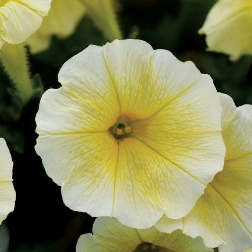 E3 Easy Wave® Yellow Petunia Seeds 4 E3 Easy Wave® Yellow Petunia Seeds - Image 2