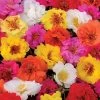 Happy Trails™ Mix Portulaca Seeds -Botanical Bliss 51774 PK 250