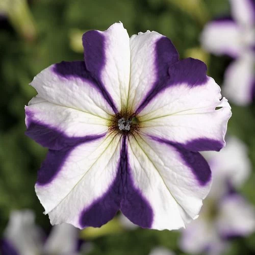 TriTunia™ Blue Star Hybrid Petunia Seeds 3 TriTunia™ Blue Star Hybrid Petunia Seeds