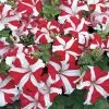TriTunia™ Red Star Hybrid Petunia Seeds -Botanical Bliss 51807 PK 1000