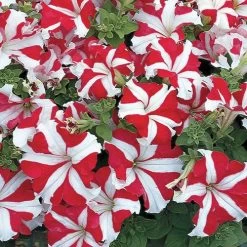TriTunia™ Red Star Hybrid Petunia Seeds