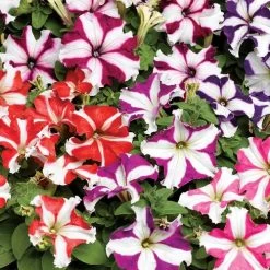 TriTunia™ Mix Hybrid Petunia Seeds