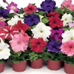 TriTunia™ Star Mix Hybrid Petunia Seeds