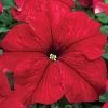 TriTunia™ Red Hybrid Petunia Seeds -Botanical Bliss 51820 PK 1000