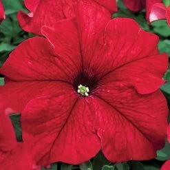 TriTunia™ Red Hybrid Petunia Seeds