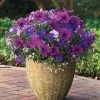 Fuseables® Healing Waters Petunia-Bacopa Seeds -Botanical Bliss 51834 pk p1